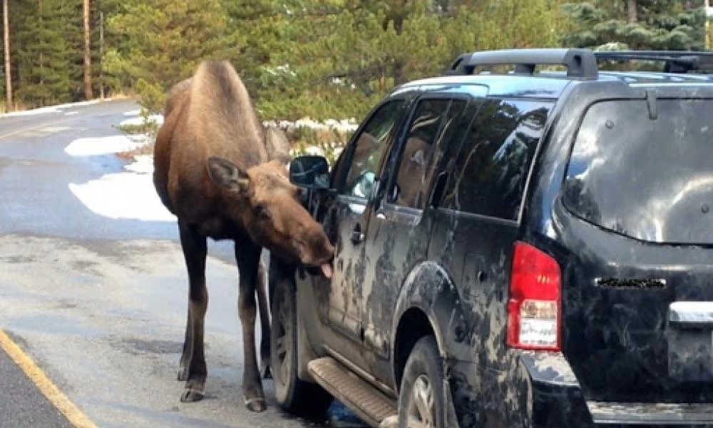 Πινακίδες στον Καναδά: Να μην αφήνετε ταράνδους να σας γλείφουν το αμάξι